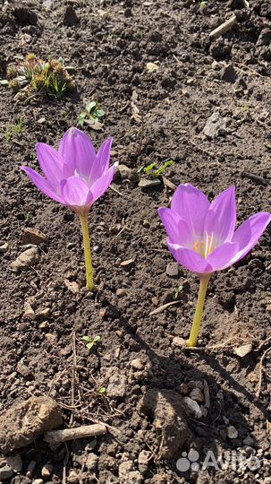 Тюльпаны нарциссы мускари безвременник