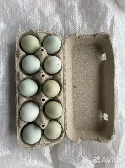 Инкубационное яйцо ухейилюй