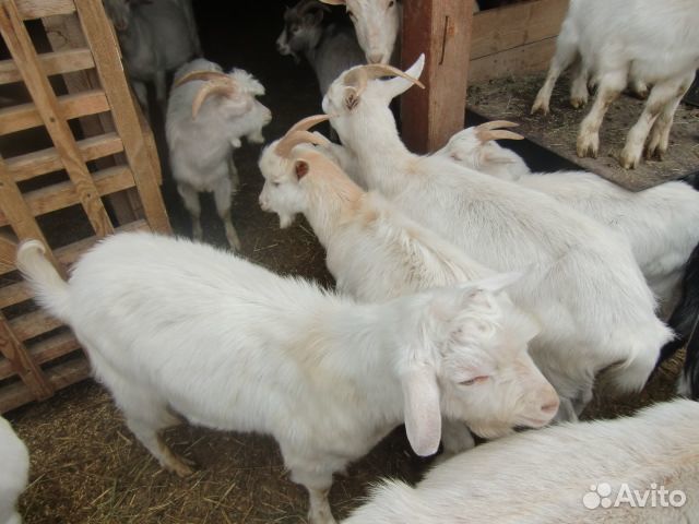 Козы молочные