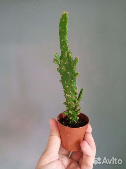 Кактусы опунция моноканта
