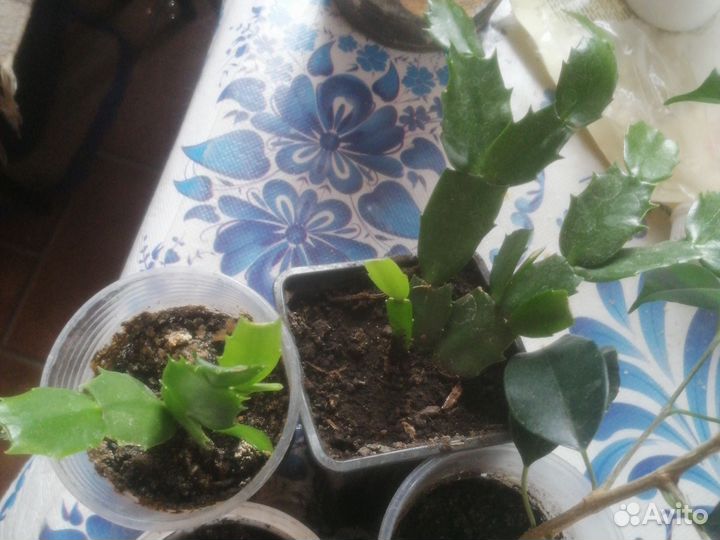 Аглаонема, бегонии, рео, маранта, фикус