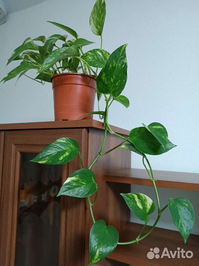 Сциндапсус