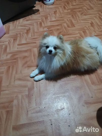 Померанский шпиц вязка