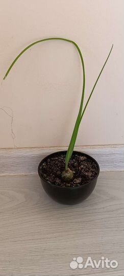 Индийский лук