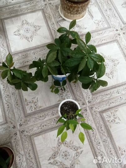 Комнатные цветы