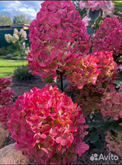 Гортензии из питомника