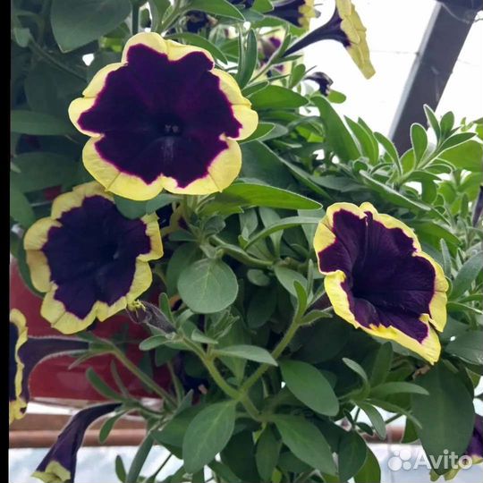 Петуния ампельная