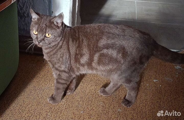 Шотландский кот