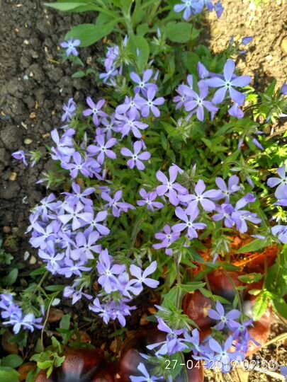 Садовые цветы, почвопокровники