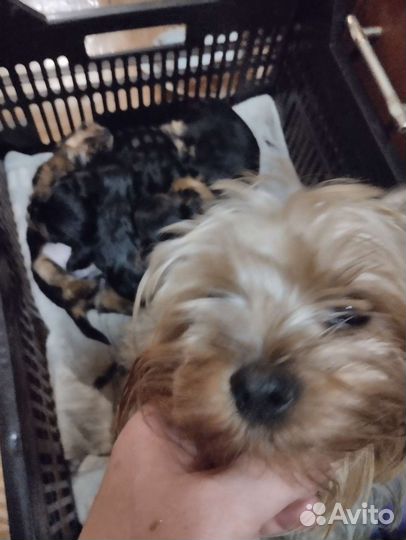 Йоркширский терьер щенки