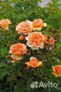 Саженцы роз зкс:девида остина, почвопокровные