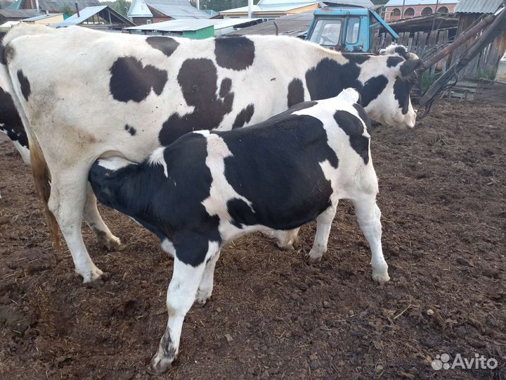 Корова с теленком