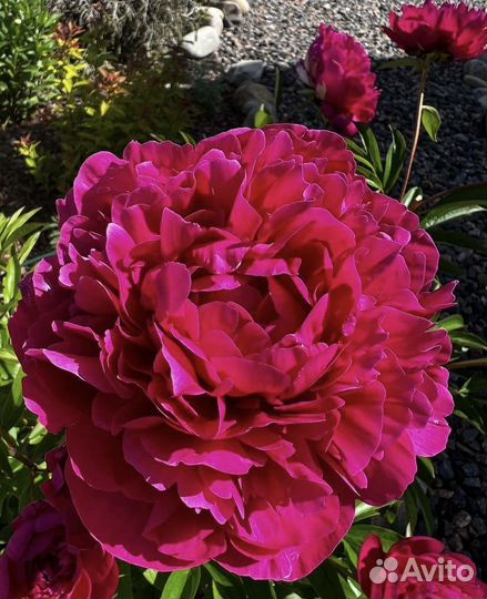 Пион сорт Испектор Лаверн