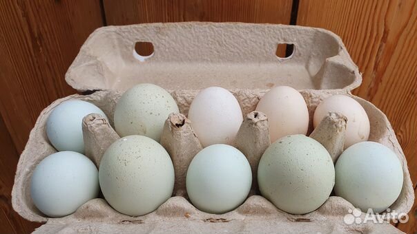 Домашние яйца