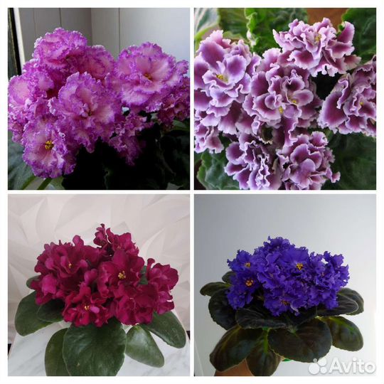 Сортовые фиалки