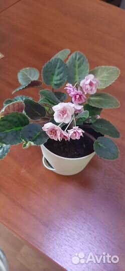 Фиалка Dresden doll в горшке