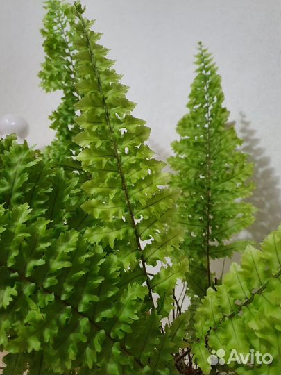 Папоротник кудрявый