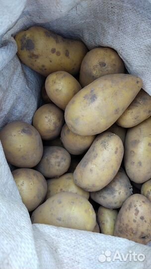 Продам картофель