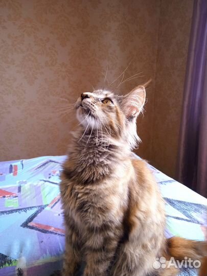 Котята мейн-кун
