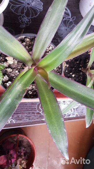 Комнатный цеты