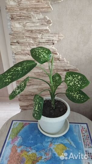 Диффенбахия и аглаонема