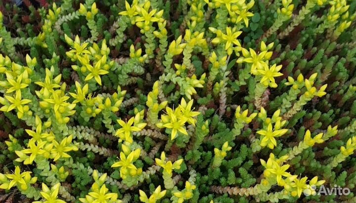 Суккуленты очиток едкий
