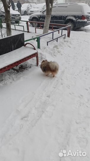 Шпиц. Вязка
