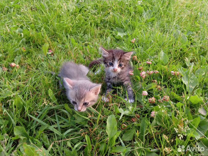 Отдам котят в добрые руки