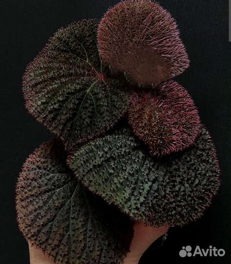 Бегония Baik, редкий природник