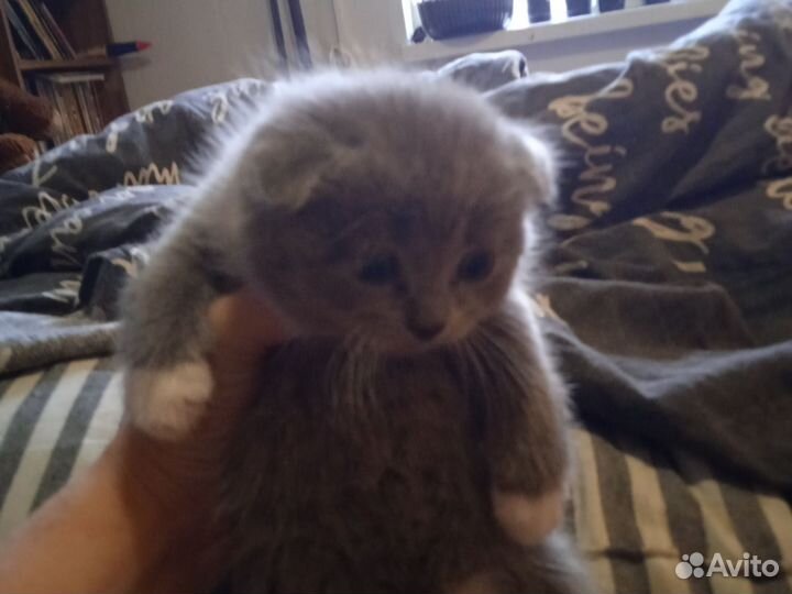 Британские котята