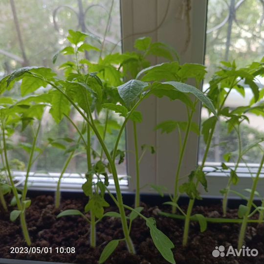 Рассада помидор и перцев