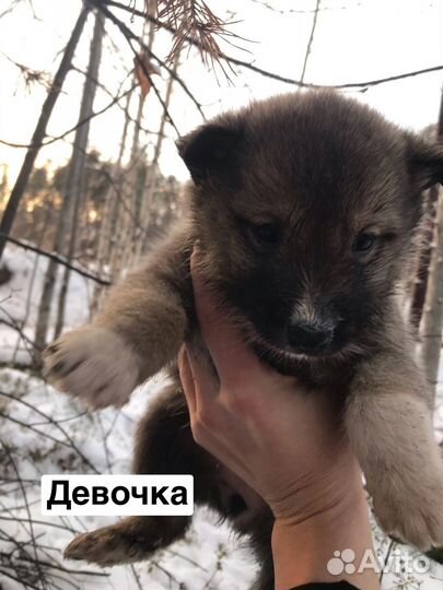 Щеночек лайки бесплатно