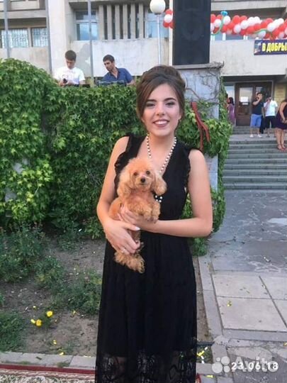 Тикап пудель