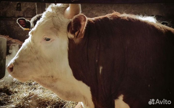 Мясо говядина домашняя