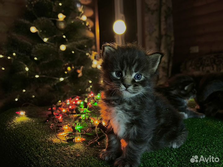 Котята мейн-кун