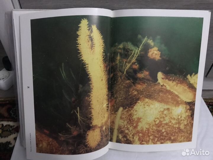 Фотоальбом Живая Антарктика