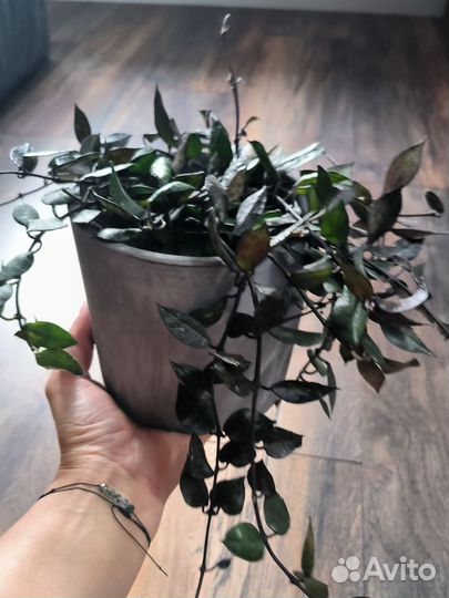 Хойя блэк ливз