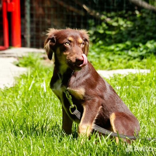 Собака в добрые руки