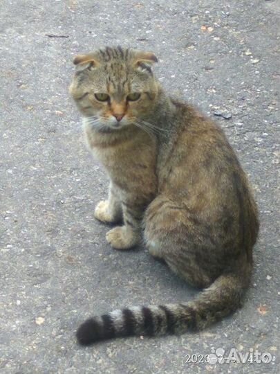 Кот в добрые руки