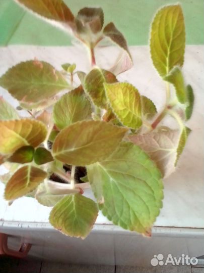 Комнатные цветы