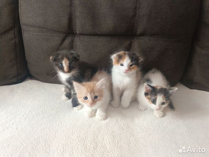 Котята отдам бесплатно