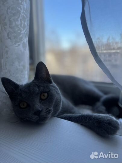 Кот