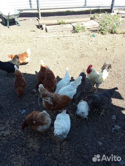 Куры несушки