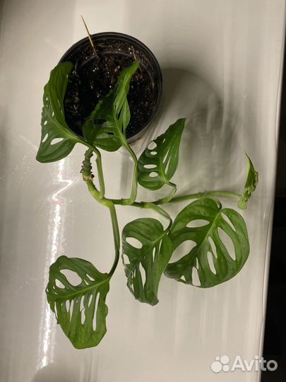 Монстера манки