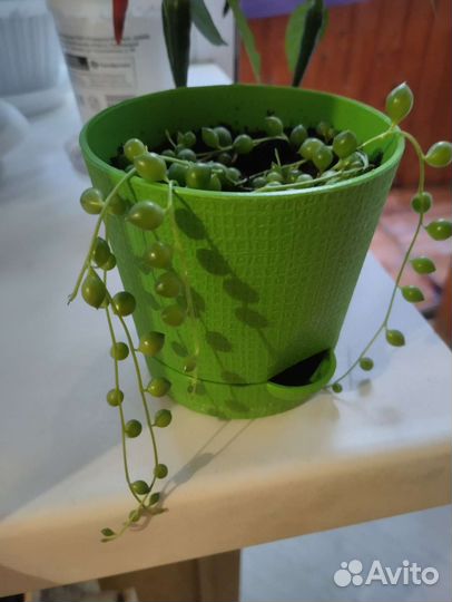 Крестовник Роули