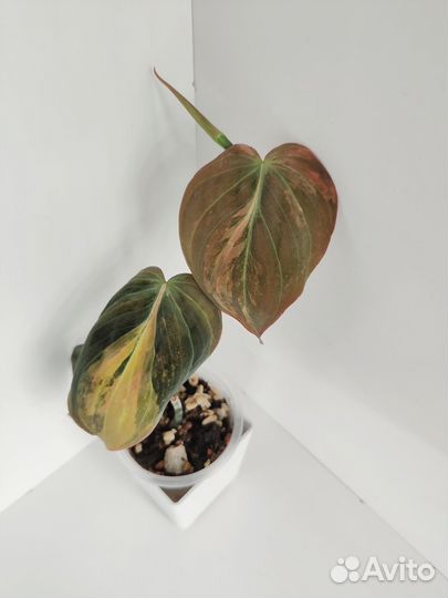 Филодендрон миканс вариегатный