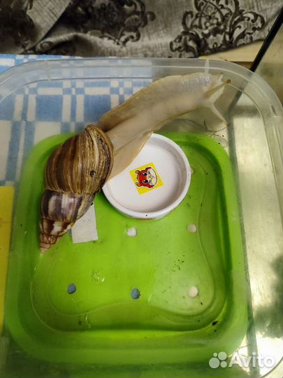 Улитки ахатины