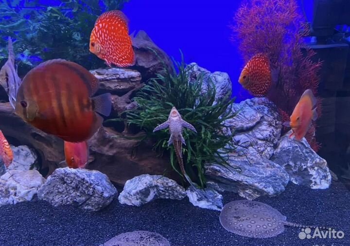 Аквариумы, аквариумные рыбки и товар для рыб