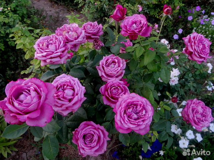 Розы многолетки саженцы 14 сортов
