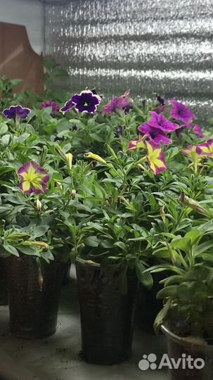 Укорененные черенки вегетативной петунии